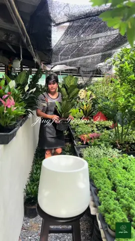 ต้นไม้สวยๆต้องที่ร้านจิงโจ้ การ์เด้นนะงับ 11.30น #โปรเด็ด 