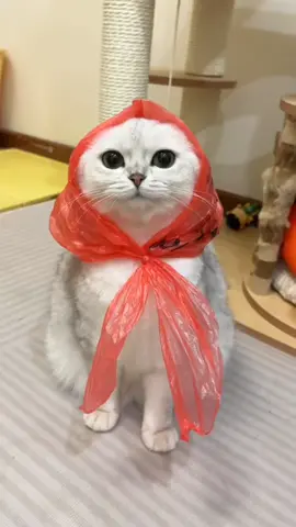 #tiktokvideo #tiktokviral #viraltiktok #viralvideo #viral #tiktok #TiktokTH #เลี้ยงแมว #catsoftiktok #cats #animals #TikTokCommunityTH #แมว #แมวน่ารัก #แมวเหมียว #แมวอ้วน #แมวตลก #ที่สุดแห่งปี#หมา #หมาน่ารัก #หมาตลก #น้องหมา #น้องแมว #สุนัข #สุนัขน่ารัก #dog#dogsoftiktok #dogs #doglover #dogsofttiktok#ลูกแมว #ลูกแมวน่ารัก #ลูกแมวน้อย 
