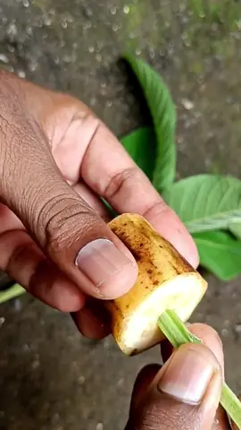 #fy #plant #plantslife #rooting #garden #grafting #banana 