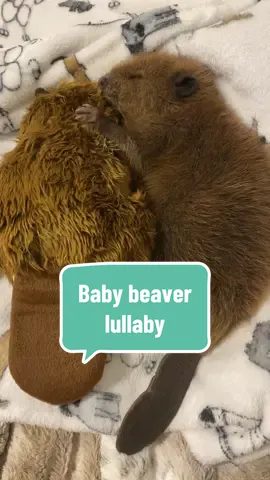 Just a baby beaver… sound asleep on his favorite blanket… snuggled up with his favorite stuffy toy….with a little full belly after drinking his formula…🥹❤️🦫 When Bo was found, he was so young that his umbilical cord was still dried to his navel. He had just survived being washed downstream, who knows how far,  from his lodge after a flood, and then crawled into the middle of a busy road, by some miracle surviving unscathed. His introduction to this world was cold and terrifying, so watching him grow up with the little bit of peace and comfort I can offer him to develop is so beautiful and rewarding.  One day, he will return to those wild waters, strong, and ready to build lodges and start a family of his own. But for now he’s just a baby, seeking comfort the way all babies do❤️🦫 #babybeaver #wildliferehab #wildliferescue #wildliferehabilitation #beaver #northamericanbeaver #babyanimals