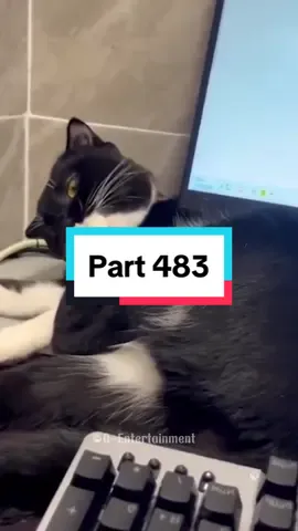 Part 483 | Funny cat videos #cat #funnycats #funnyanimals #funnypets #catsoftiktok #funnycatsoftiktok 