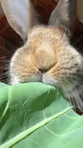 Wilma enjoys a home-grown kohlrabi leaf from the rabbit garden for the first time this year. So tasty 😋 #yummyinmytummy #chonkosaurus #continentalgiant #indoorbunny #rabbitsoftiktok #PetsOfTikTok #cutepets #rabbits #kaninchen #rabbitfood 