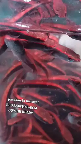 yang minta red Barito murah berkualitas merapat besok Ready pantengin aja live nya 🔥🔥setiap jam 10 malam #CapCut #danzaquatic12 #fajararief12_ #bangfishaquatic #bosbosqu #maru #chanaindonesia #redbarito #marulioides #maru #merahmerona 