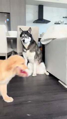🫠🫠🫠 #dogsoftiktok #puppy #dogs #husky #goldenretriever #goldenpuppy #goldensoftiktok 