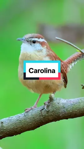 Carolina wren #hewan #binatang #burung #animal #bird #carolinawren #suaraburung #birdsounds #kicaumania #arkaan #CapCut 
