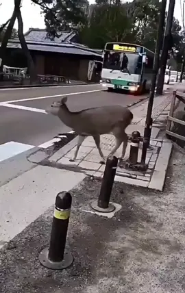 Such a polite deer. Just another day waiting at the crosswalk. #inthewild #wildanimals #deer #deertiktok #cute #animal #animals #animalsoftiktok #crosswalk #fyp #f #foryou #foryoupage 