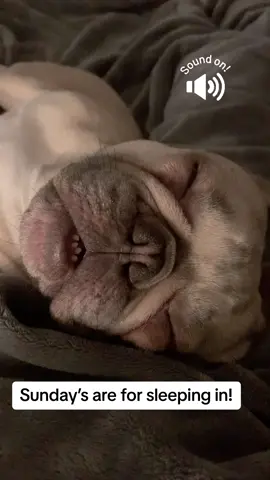 Sunday’s are for sleeping in! 😴 #dogs #animalsoftiktok #pets #dogsoftiktok #fyp #cuteanimals #sleeping 
