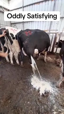 Satisfying ASMR Milking Cow 🥛🐄 #milking #milk #cow #cowsoftiktok #cows #satisfying #oddlysatisfying #asmr #fyp 