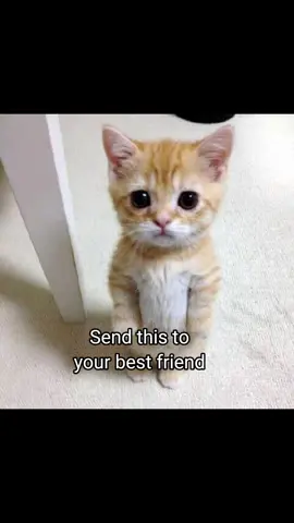 You love me right please chat me #CapCut #meme #cat #besties #funny 