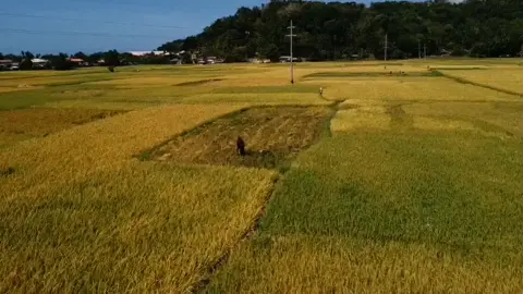 Doesn't matter how modern we are, without them there is no food. Salute to all farmers#dji #droneshot #djimini2 
