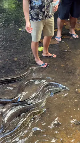 Yesterday we took a safari ride across Moorea island! Moorea is absolutely beautiful 🥹 I learned so much about The French Polynesia in the past two weeks I’ve been here but the most interesting thing to me is the giant fresh water eels! These eels live in canals and they grow huge because they have no natural predators there. One of the wildest things I’ve ever seen is when our guide called the eels to him by tapping a can of tuna 🤯 Even more interesting about the eels Huahine Island is the only place in the world where eels naturally have blue eyes, and this only happens in one canal on that island! Though the eels are really cool the locals consider them sacred and do not eat them! We also got to visit a local pineapple farm in Moorea! I thought it was really cool that on this island the fertilizer used for the pineapples is fermented kelp! Another little tid bit is that most of the chickens on the islands we visited were fed coconuts- I am so curious to see one day how that effects the flavor of the meat and the eggs! Our guide took us to a fruit stand that had the most delicious breadfruit chips (I will be making these when I get home) and of course I had to get a green coconut! Our last stop was a distillery and a factory where fresh Tahitian pineapple juice and alcohol was made! #mooreaisland #eels 