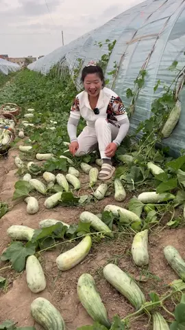Long cucumber natural harvesting from farmers and cutting skills so fresh #2024 #cucumbers #2024 #agriculture 