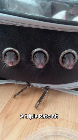 Rato astronauts😂✨❤️ #rat 