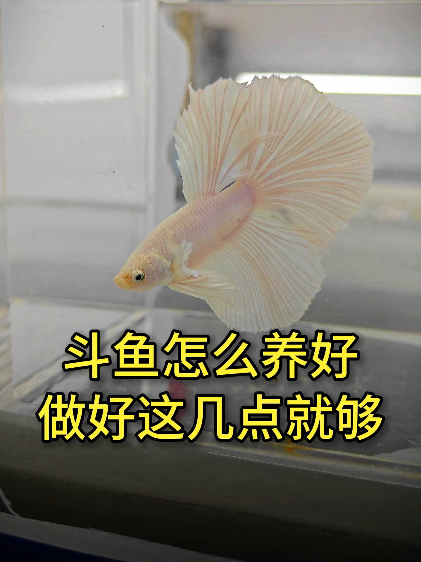 养好斗鱼很简单，记住这几点就够了！#斗鱼 #泰国斗鱼 #养鱼 #水族 #小马玩水族 #小马说水族 #鱼小刚