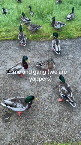 ducks are the funniest wee guys #ducks #animals #poetry 
