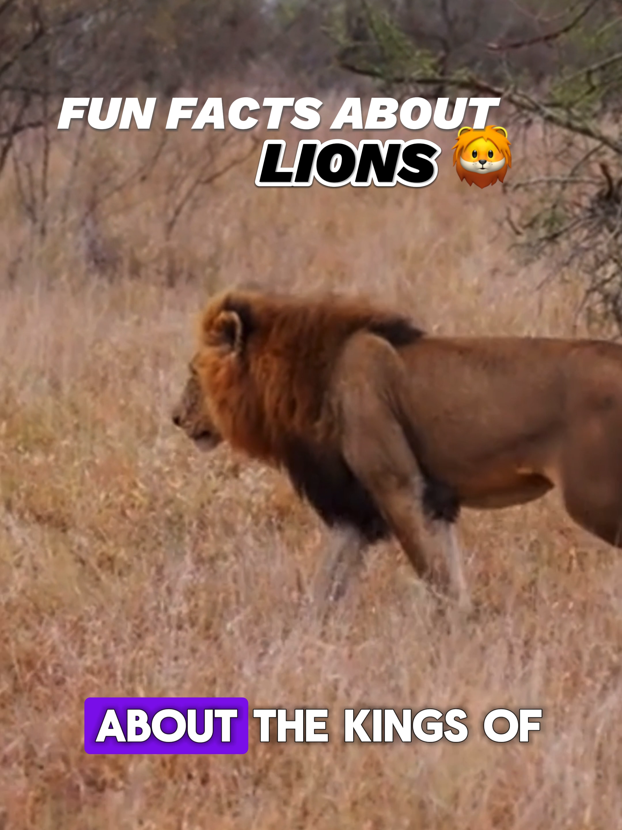 Join us on this adventure filled with love and joy for all creatures ! 🦁 #Animals #Pet #AnimalLovers #PetCare #FunnyAnimals #AnimalRescue #Animal #Cute #AnimalFacts #PetStories #adorablepetsofticktock #EducationalVideos #InspirationalStories #Nature #LIONS #foryou #foryoupageofficiall 