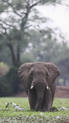 Walking in front of the giants of Africa, one of the most beautiful experiences in Zimbabwe 🐘❤️ with @Michele Bavassano  - #nature #wildlife #wildlifephotography 