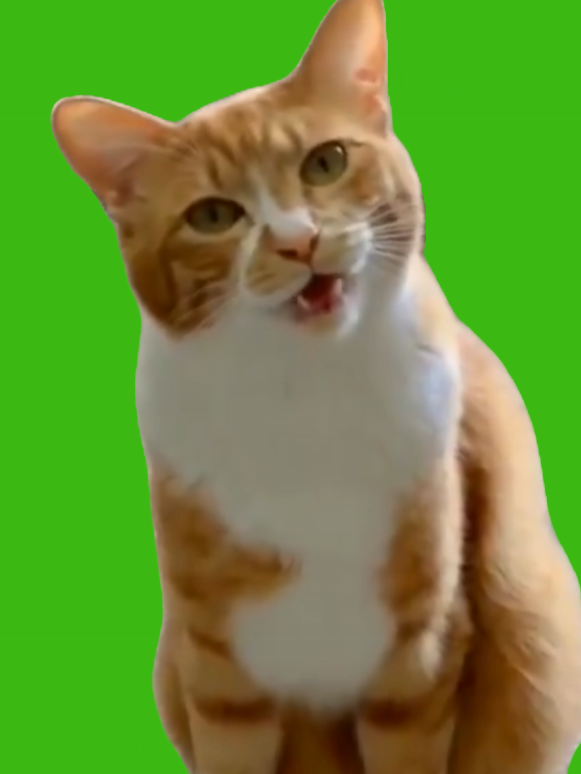 Cute Kitty Cat Talking Meowing | Green Screen #cute #cutecats #kitty #kittycats #meow #cat #cats #catsoftiktok #catsofinstagram #kitten #talkingcat #gato #gatostiktok #katze #greenscreen #kat #greenscreenvideo #graphics #projects #chromakey #video #videomakers #funny #funnyanimals #animals #cutecatvideos