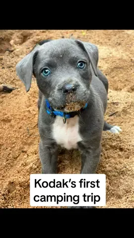 Vacations are hard work…LOVED every minute 💙🐾 #camping #fishing #waterfall #campfire #river #mountains #puppylife #puppytiktok #vacation #kodakmoment 