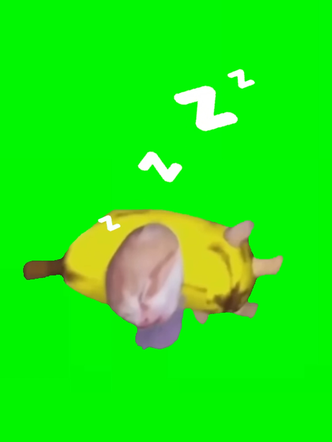 banana cat sleeping green screen #sleeping#greenscreen#cat#meme#bananacat#funny#fyp#foryou #foryoupage