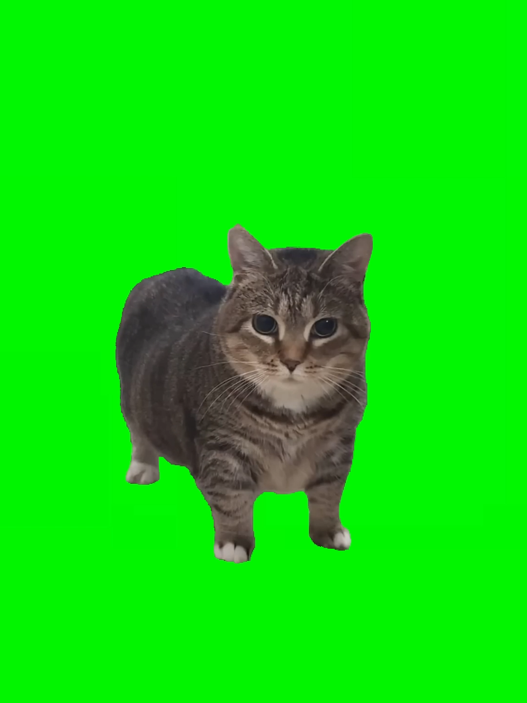 oiiaoiia spinning cat #greenscreen#oiiaiiooiiai#meme#cat#spinning#catsoft#fypforyou