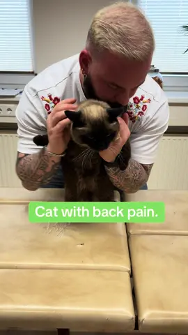Cat with back pain.  • • • #chiropractortiktok #hundevideos #foryou #dogsoftiktok #catsoftiktok #catlover #asmr #Love 