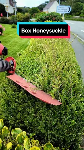 SATISFYING Box HoneySuckle hedge trim ! Hit the like button if you find this oddly satisfying 👍 #satisfying #trimming #garden #gardening #cutting #oddlysatisfying #fyp 