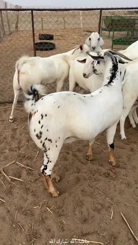 اضاحي للبيع في القنفذة للتواصل ٠٥٠٥٧٨٤٦٩١