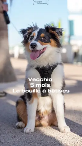 Vecchio, 5mois, Berger Américain Miniature  La bouille à bêtises  📍Cannes, plage du midi  Et vous quelle était le 1er nom de votre chien ? #gueulesdelyonnais #dog #photography #cannes #beach #bergeramericainminiature #puppy #puppylove #cannesfrance #portraits #meet #bam 