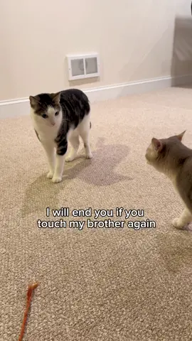 He protecc 😤 #catfight #angrycat #meow #catmeow #catsounds #cats #catlife #catsoftheday #pets 