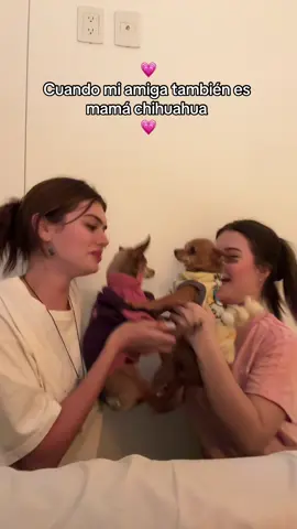 Amamos los chihuahuas 