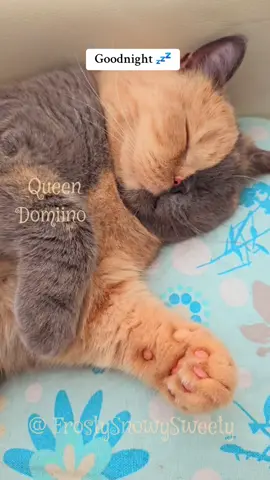 #Goodnight #QueenDomiino #Domiino #bsh #catsoftiktok #katze #gatto #gatostiktok #EU #sleepingcat #kat #cat 23:32