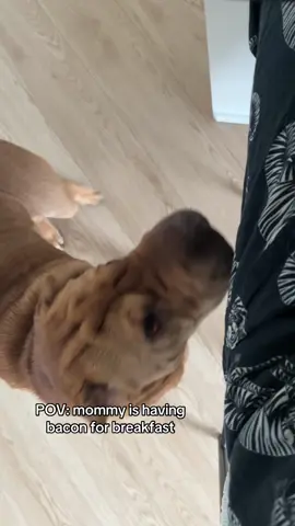 Spare the cute boy some, ma’am? #sharpei #fypシ #dogsofttiktok #handsomeboy #spoileddog #fyp 
