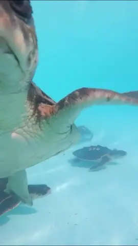 Happy Kemp’s Ridley Day of #SeaTurtleWeek 🌊🐢 Flashback to 2020, when we had 40 critically endangered cold-stunned Kemp’s Ridley sea turtles at The Turtle Hospital transferred from New England, here warming up and receiving treatment. ❤️‍🩹 About the Kemp’s Ridley Species by Kate Sampson, NOAA Fisheries: “Kemp’s ridley sea turtles are the smallest sea turtle in the world. The species is named after Richard M. Kemp, a fisherman from Key West, Florida, who first submitted the species for identification in 1906. They are primarily found in the Gulf of Mexico, but juveniles are also found in the Atlantic Ocean as far north as Nova Scotia and sometimes even occur in the eastern North Atlantic.” 💙 #connectandprotect #compassionoscontagious #rescuerehabrelease #seaturtlerescue #seaturtlelove #kempsridleyseaturtle #kempsridley #turtle #turtlehospital #marathonturtlehospital #theturtlehospital #sea #seaturtle #kempsridleyturtle #science #nature #turtletok #ocean #beach #seaturtlehospital #seaturtlerehab #wildlife #floridakeys #STEM #monday #ridley #education 