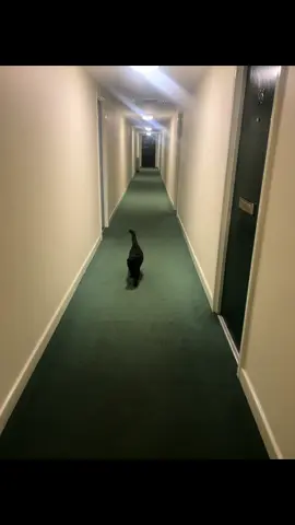 #cat #walkies 