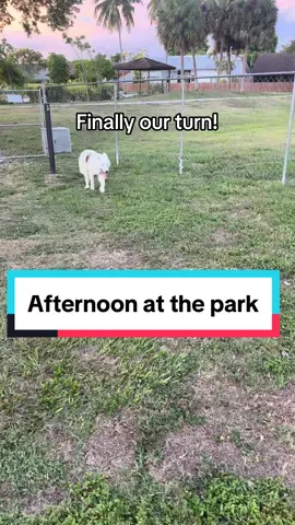 All our friends asked for more outdoor time for Jack so here we are for our afternoon at the park waiting for our turn to run.#bordercolliedog #mrjacksonbordercollie #dogtok #petlife #recuedog #mybestieboy #rewards