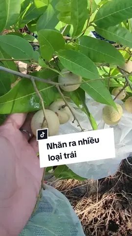 nhãn ghép 3 loại trái tại Trung Tâm Cây Giống #trungtamcaygiong #caygiongchatluongcao #nhanlongtim #nhanxuongtim #nhantim #nhanlongtrang 