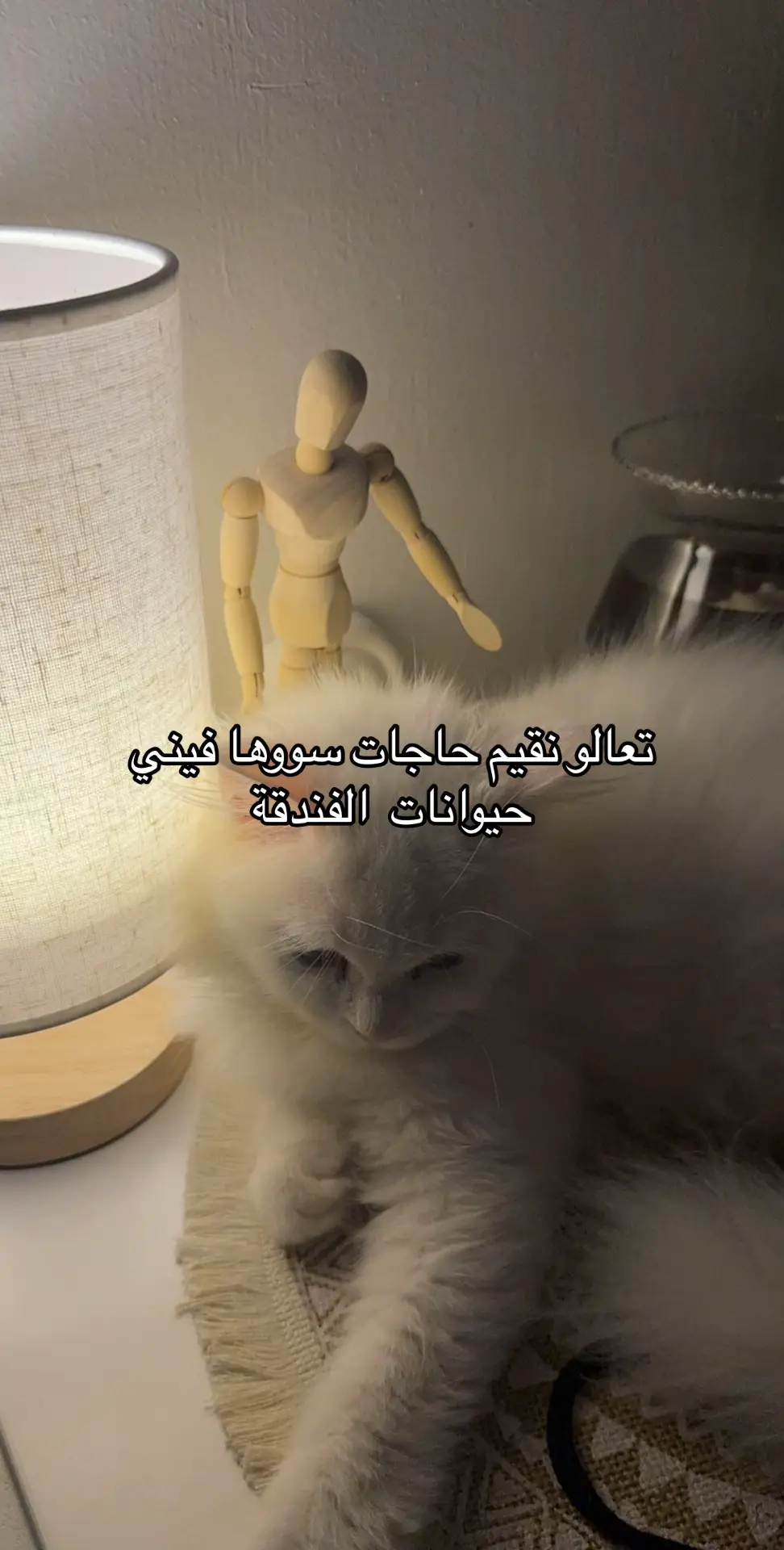 #Meme #مكة_المكرمة #فندقة #مالي_خلق_احط_هاشتاقات🧢 #فندقة_قطط 