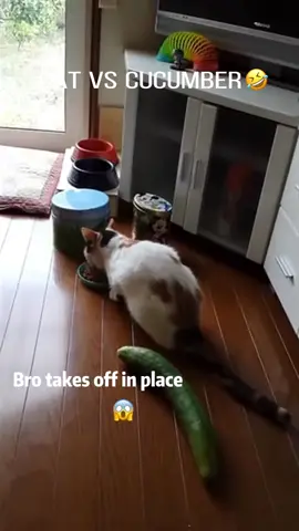 Cat's excessive response to cucumber 😱🤣#fyp #fypシ #foryou #pet #pets #cat #cats #catsoftiktok #PetsOfTikTok  #funnypets #funypetsoftiktok #funnypetvideos #funnypetsoftiktok 