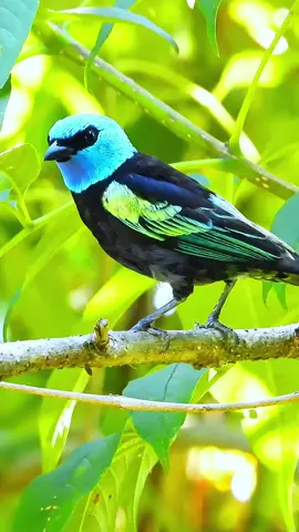 The magical blue-necked bird.Blue-necked Tanager (Tangara cyanicollis).#birds #tanager 