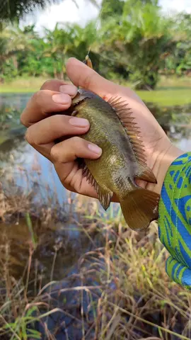 daraan🤤 #mancing #mancingrawa #fishing 