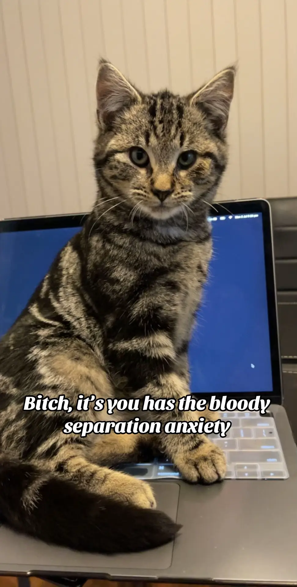 Idea from elli_thetabby 😻 #cats #catsoftiktok #cattiktok #fypシ゚viral 