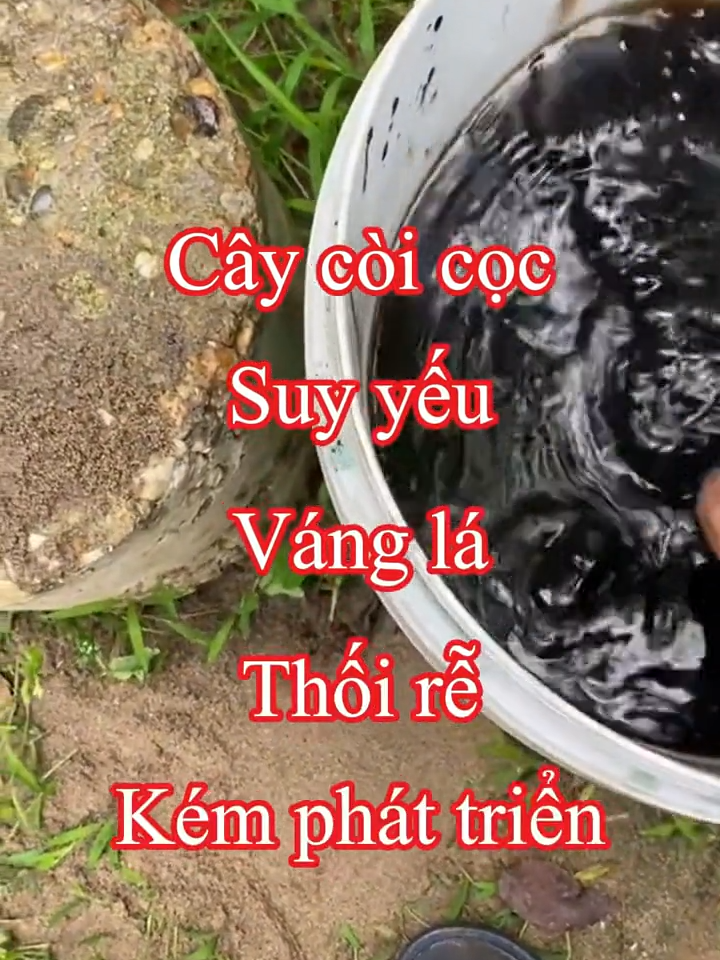 Kích rễ cực mạnh, đi đọt cực nhanh, đặc trị vàng lá, thối rễ, phục hồi cây.