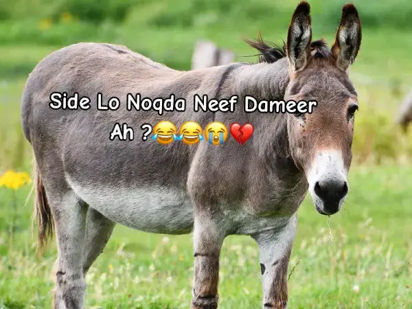 #are #you #donkey #Hamza #somalitiktok #😂😭💔💔😭😭 