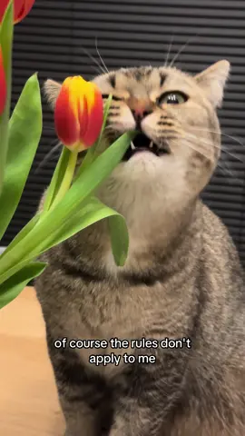 We are the babies of the family 🩶💛  #catsoftiktok #cat #catlover #fatcat #britishshorthair #lazycat #cutecat #tiktokcats #貓貓 #catvideo #cattok #kittycatsoftiktok #britsekorthaar #catsdaily #catreels #mangoscatdiary #sleepycat #boredcat #sassycat #familycat #babycat 