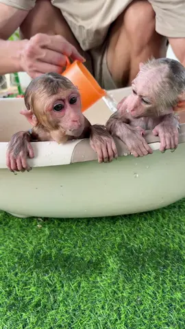 Nana and Ben #monkey #monkeydluffy #animal #animalcute #babymonkey #relax #cutemonkey #monkeyface #animalbaby 