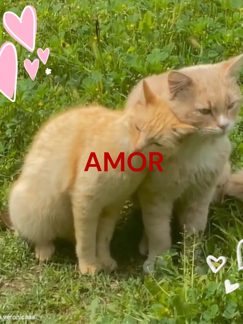 BUENOS DÍAS AMOR 🗣️❤️🔥🔥 #fpy#fpyシ#josejose#josejoseoficial#josejoseporsiempre#buenosdiasamor#reencuentro#musica#gatos#gatitos#textorojo#amor#Love#novios#romance#pareja#amoramor