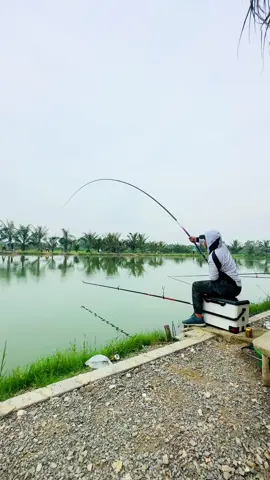 1 chút chia sẻ của bản thân về Săn cá trắm đen cũ, cá lật vợt. Điều thú vị ở cuối video anh em nhé #cauca #trắmđen 