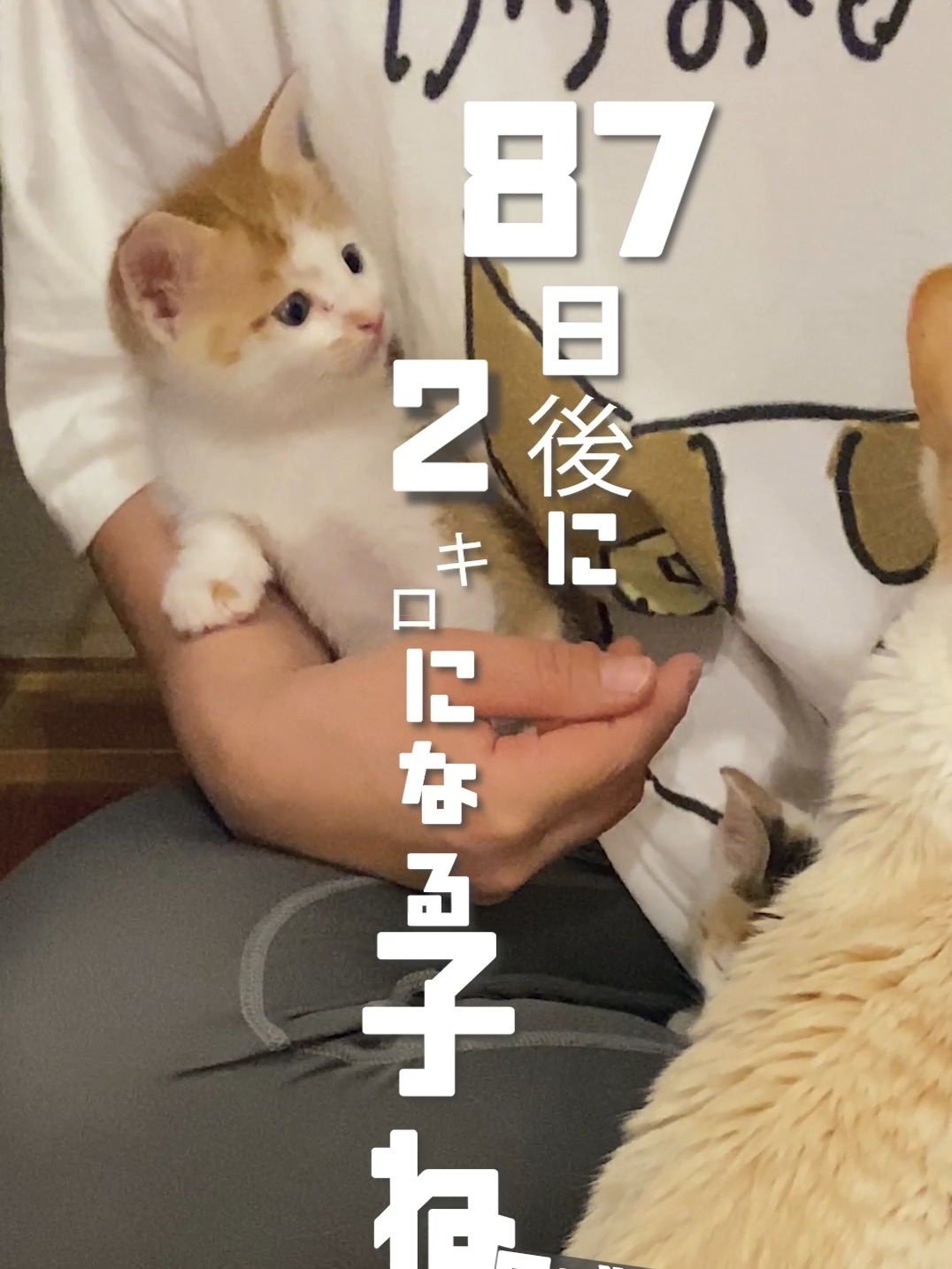 ＼年齢差17歳の老猫と子猫／【残り87日】100日後に2キロになる子ねこ3匹　#100ネコ #保護子猫 #老猫 #体重測定