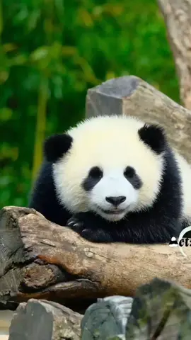 Chân dung đỉnh lưu mới nhú đưa bố nuôi của mình lên top tìm kiếm😄 Tiểu Hiền Hiền #panda #cute #xianxian #大熊猫贤贤 #trending #fyp #xuhuong 
